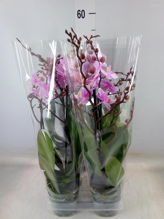 <h4>Phalaenopsis multi. 'Beaution'</h4>