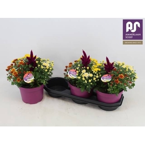 CHRYS GEM IN POT