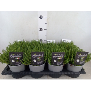 Thymus vulgaris 'Compactus'