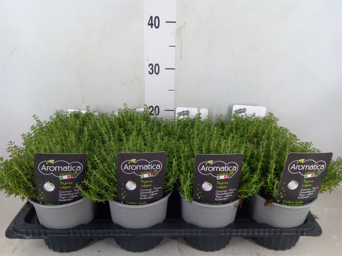 <h4>Thymus vulgaris 'Compactus'</h4>