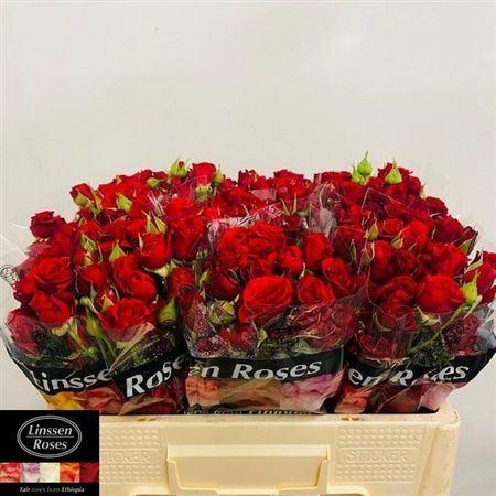 <h4>R Tr Mirabel</h4>