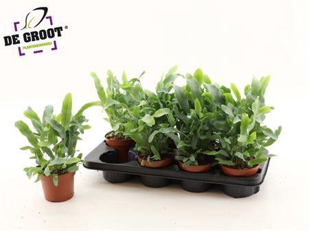 ** Phlebo A Blue Star * Winter Promo *