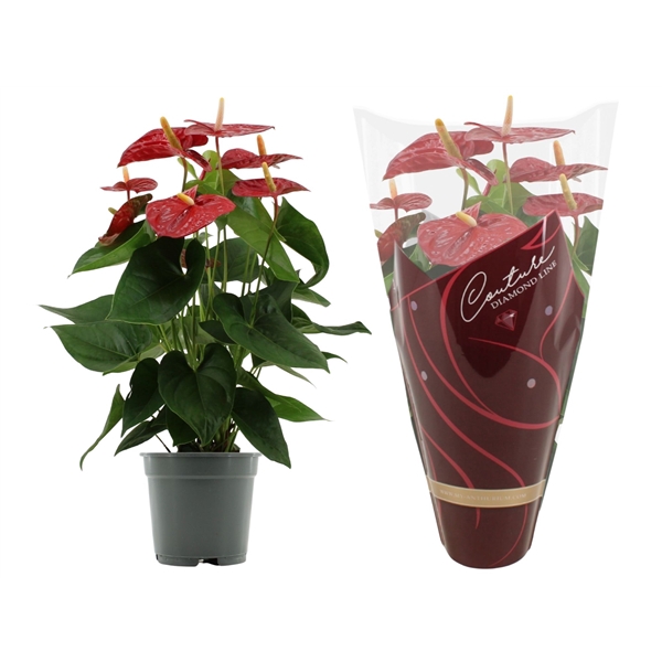 <h4>Anthurium Jambo Red in Couture Diamond sleeve</h4>