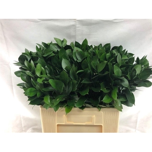 Ruscus Hypophyllum 60 Cm