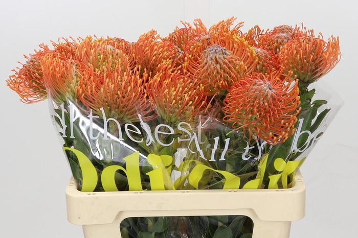 Nutans Ayoba Mandarin Zest