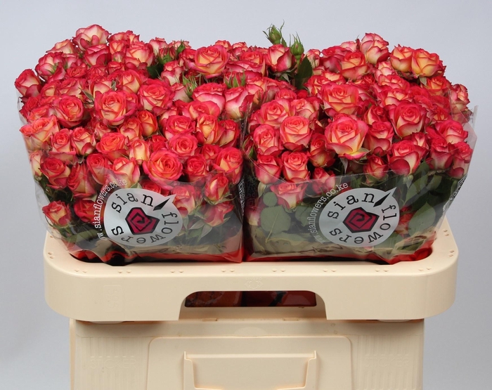 <h4>R TR SUMMER DANCE</h4>