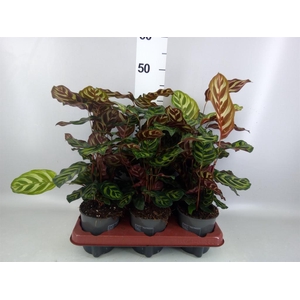 Calathea makoyana