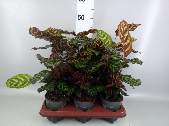 <h4>Calathea makoyana</h4>