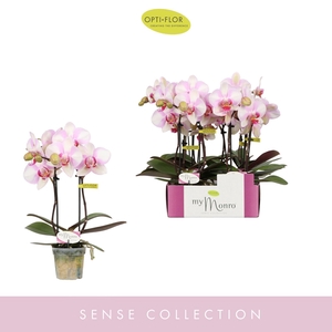 Phalaenopsis   ...rose