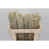 Amaranthus Yearming Desert