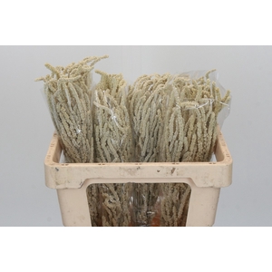 Amaranthus Yearming Desert