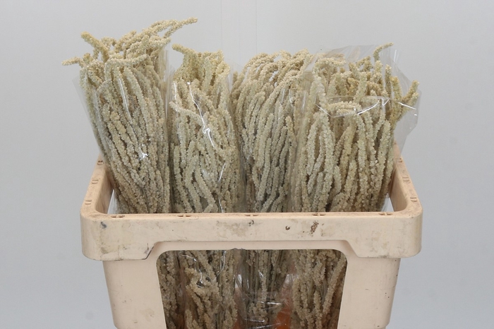 <h4>Amaranthus Yearming Desert</h4>