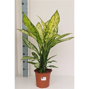 Dieffenbachia Vesuvius