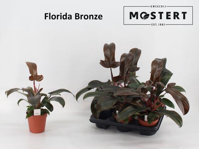 <h4>PHIL FLORIDA BRONZE</h4>