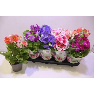 arr8 Prim Ob Sweetk A Gem