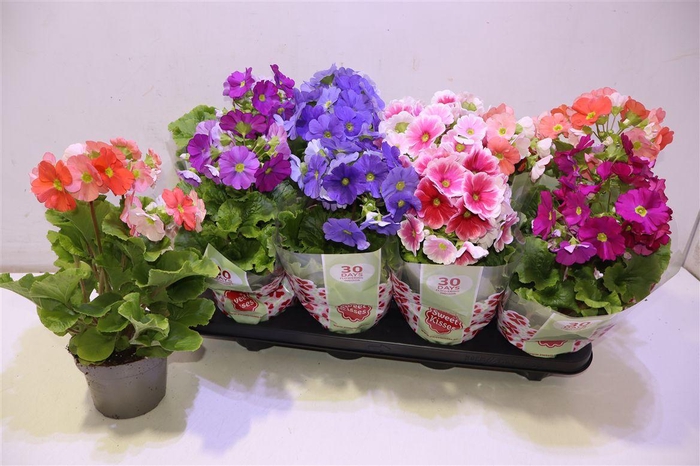 <h4>arr8 Prim Ob Sweetk A Gem</h4>