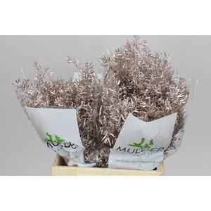 Asparagus Cwebe Champagne X50