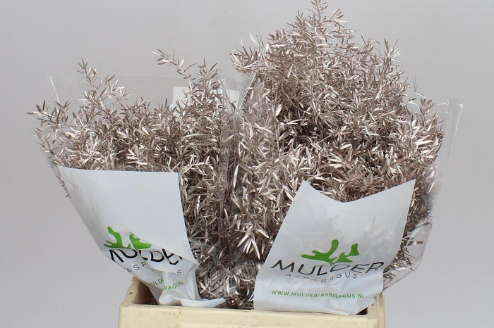 <h4>Asparagus Cwebe Champagne X50</h4>