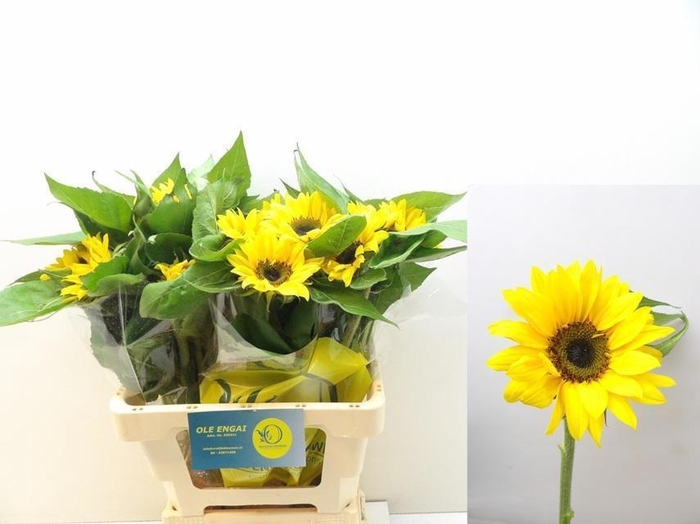 <h4>HELI SUNRICH ORANGE</h4>