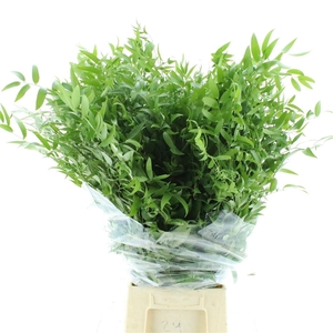 Ruscus Soft Long 4 Stelen