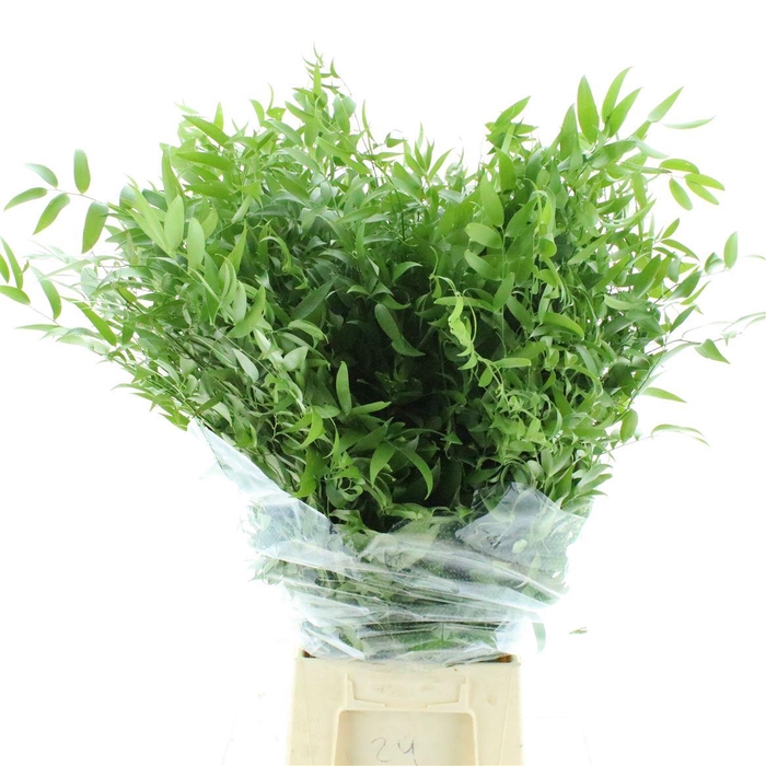 <h4>Ruscus Soft Long 4 Stelen</h4>