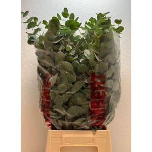 EUC CINEREA BUND 200gr