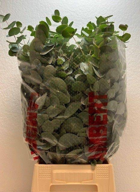 <h4>EUC CINEREA BUND 200gr</h4>