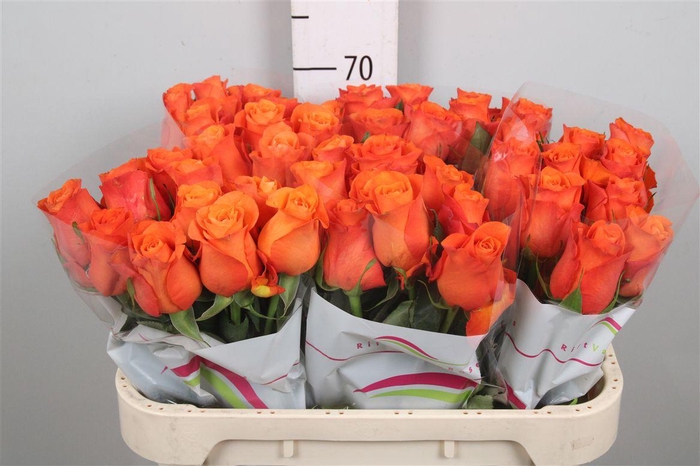 <h4>R Gr Orange Wave</h4>