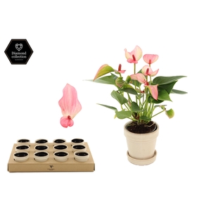 Anthurium 6 cm Matata in Flower Sand ceramics