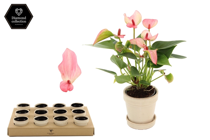 <h4>Anthurium 6 cm Matata in Flower Sand ceramics</h4>