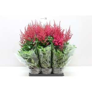 Astilbe Ar Drum And Bass