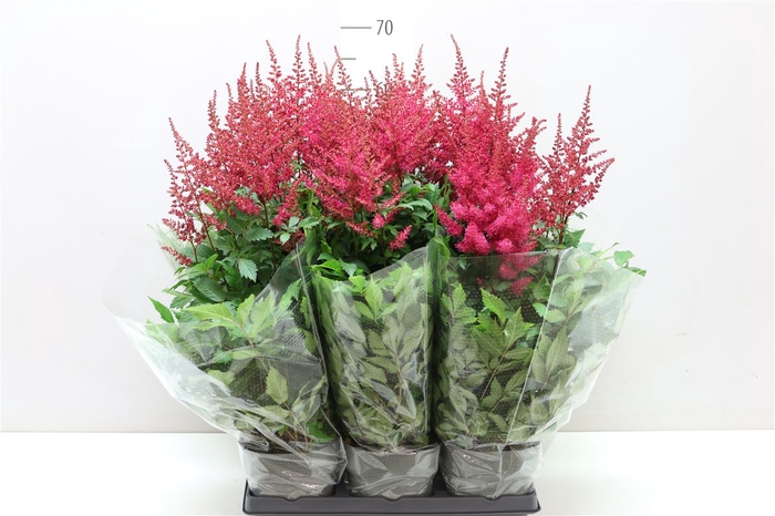 <h4>Astilbe Ar Drum And Bass</h4>