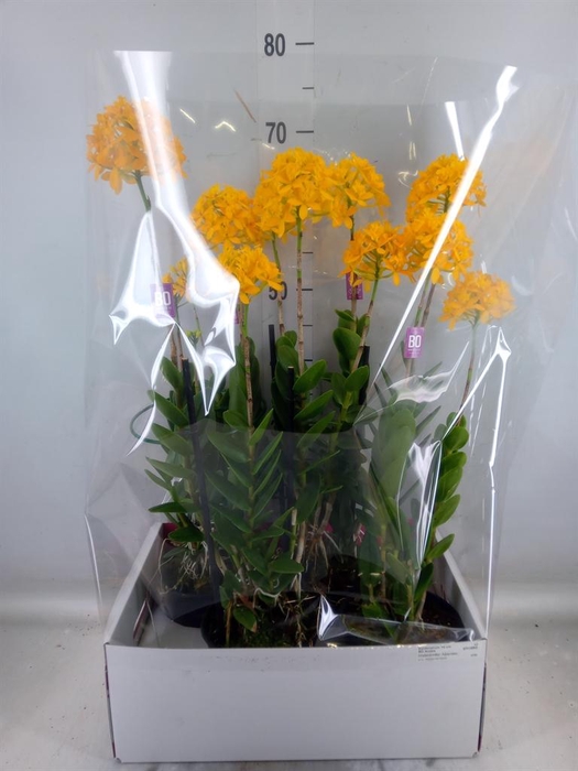 <h4>Epidendrum   ...</h4>