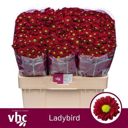 <h4>CHR S LADYBIRD</h4>