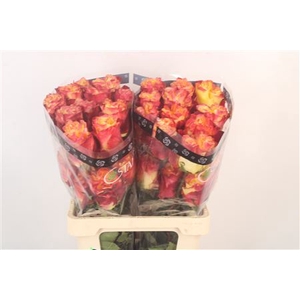 R Gr Ec Sunset X-pression