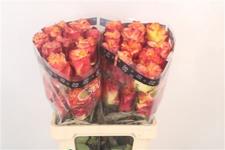 <h4>R Gr Ec Sunset X-pression</h4>