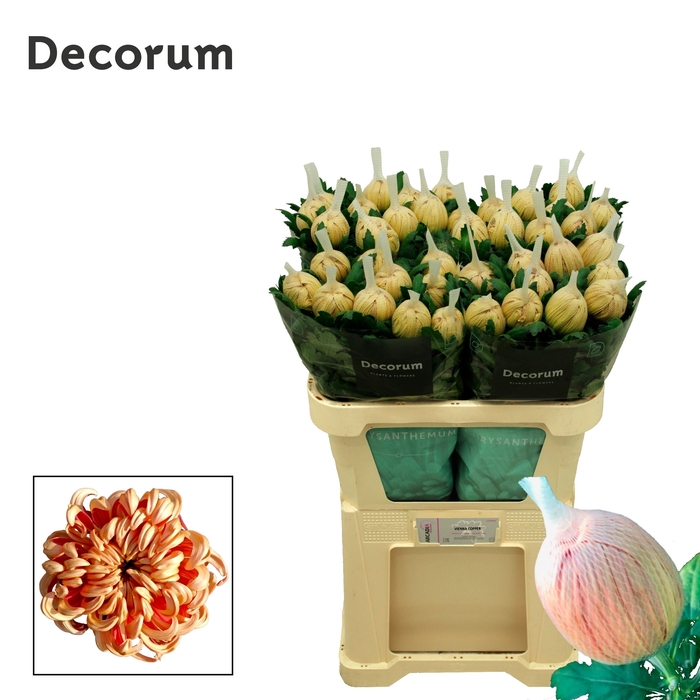 <h4>Chrys bl vienna copper</h4>