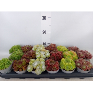 Sempervivum   ...