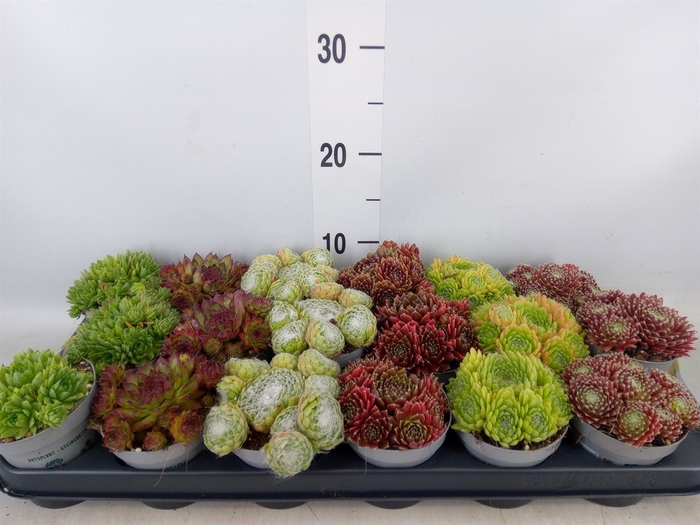 <h4>Sempervivum   ...</h4>