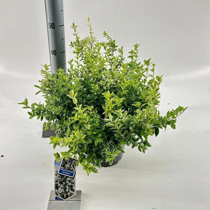 Euonymus fortunei Harlequin