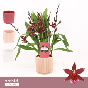 Barrocco Red, 5/6-spike Compact in Horizon Ribble 'Orchid Collection'