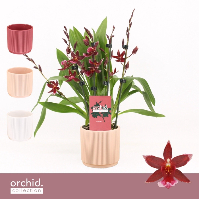 <h4>Barrocco Red, 5/6-spike Compact in Horizon Ribble 'Orchid Collection'</h4>