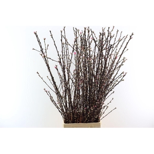 Perzikbloesem Long Double Red P Bunch