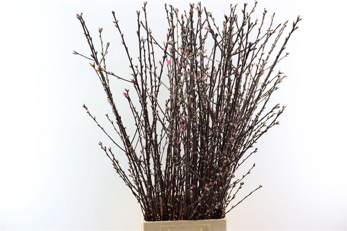 <h4>Perzikbloesem Long Double Red P Bunch</h4>