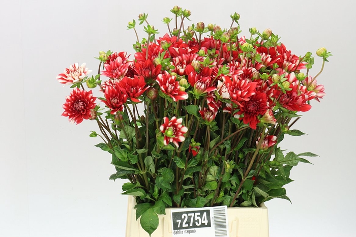 <h4>Dahlia Nagano</h4>