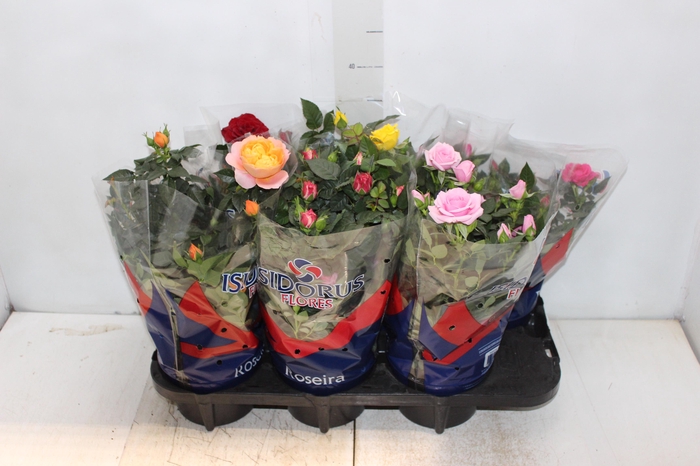 <h4>ROSEIRA MINI P15</h4>