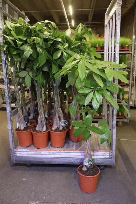 <h4>Pachira Aquatica</h4>