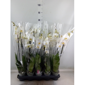 Phalaenopsis   ...white