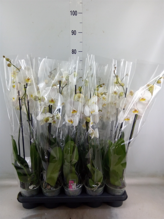 <h4>Phalaenopsis   ...white</h4>