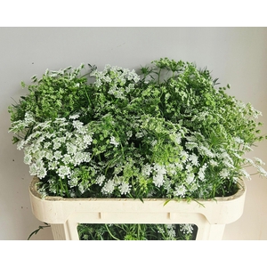 AMMI MAJUS